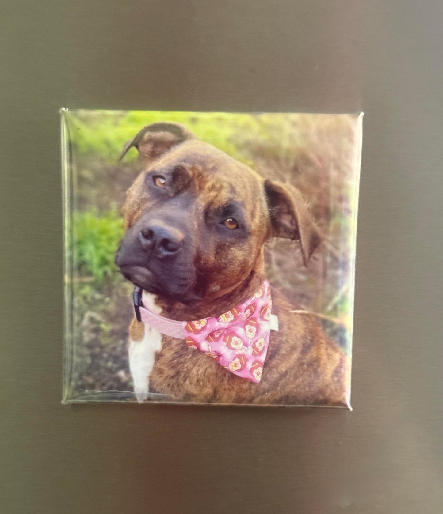 Custom pet photo magnet of a brown Staffordshire dog wearing a pink bandana, displayed on a fridge.